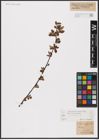 Foto von Salix aurita L.